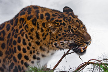 Red Amur leopard gnaws a fir branch on a white snowy background,