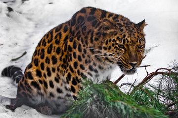 Red Amur leopard gnaws a fir branch on a white snowy background,