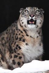 The beast growls, snarling. Wild snout of a snow leopard on a black background,