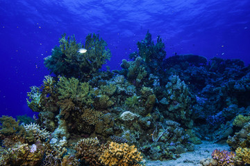 Fire corals at the Red Sea, Egypt