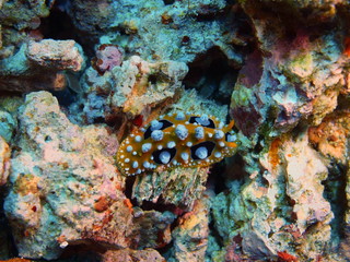 The amazing and mysterious underwater world of Indonesia, North Sulawesi, Bunaken Island, sea slug