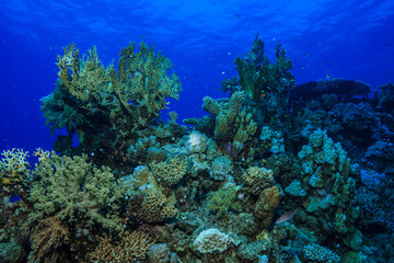 Fototapeta na wymiar Fire corals at the Red Sea, Egypt