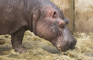 Close-up of a hippo