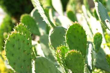 closeup of a cactus