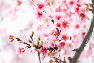 Beautiful cherry blossom sakura in spring time over sky.