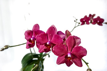 Naklejka na ściany i meble Phalaenopsis burgundy orchid Fate on a white background with blurred green leaves. Burgundy orchid or phalaenopsis flowers are arranged horizontally. Selective focus. Place for text.