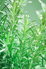 Rosemary plant in the garden. Culinary aromatic herb.