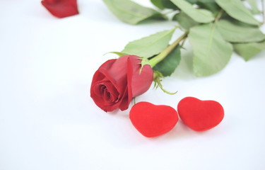 rose and two red hearts on white background.concept of love