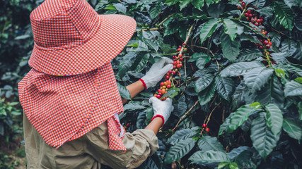 agriculture, coffee garden coffee tree with coffee beans, female workers are harvesting ripe red coffee beans.