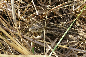 Brown european lizard on grass in autumn garden, closeup 