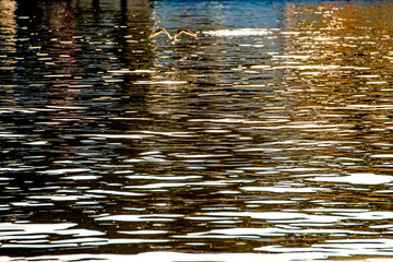 Water of the sea with sun reflections