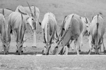 Eland Herd