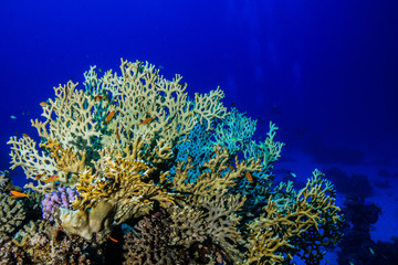 Fire corals at the Red Sea, Egypt