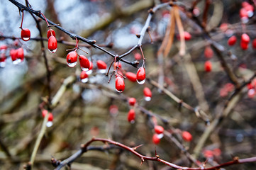 The red berries on the branches look like red coral beads. Selective focus. Red berries of barberry Thunberg with water drops after rain on a blurred background of branches. Place for your text.