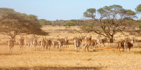 Fototapeta na wymiar Eland Herd