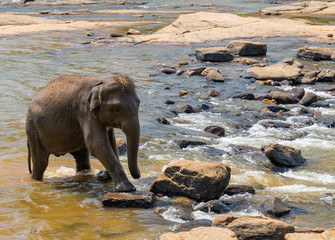 Drinking elephant attraction river