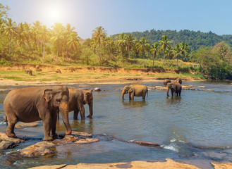 Fototapeta na wymiar sunset family Asia Elephants