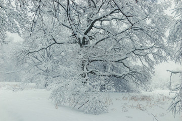 A large branchy tree in the park in winter covered with snow