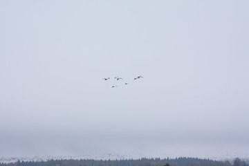 A flying flocks of Cygnus cygnus -Whooper Swan and barnacle gooses -Branta leucopsis. Birds are preparing to migrate south. October 2018, Finland