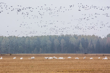 A flock of Cygnus cygnus -Whooper Swan on a field at forest background and flock of barnacle gooses -Branta leucopsis flying above them. Birds are preparing to migrate south. October 2018, Finland
