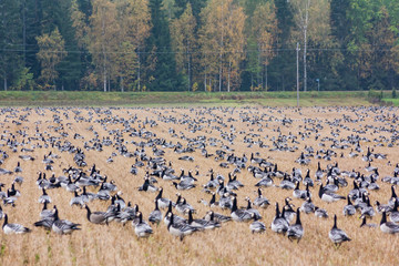 A big flock of barnacle gooses -Branta leucopsis are sitting on a field. Birds are preparing to migrate south. October 2018, Finland