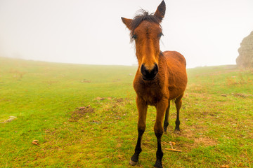 Little brown foal in a foggy day in the field