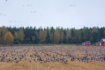 A big flock of barnacle gooses -Branta leucopsis are sitting on a field and flying above it. Birds are preparing to migrate south. October 2018, Finland