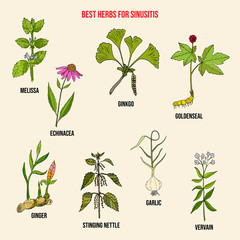 Best herbal remedies for sinusitis