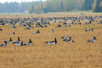 Fototapeta na wymiar A big flock of barnacle gooses -Branta leucopsis are sitting on a field and flying above it. Birds are preparing to migrate south. October 2018, Finland