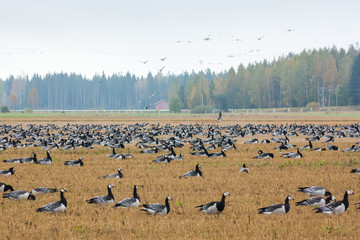 A big flock of barnacle gooses -Branta leucopsis are sitting on a field and flying above it. Birds are preparing to migrate south. October 2018, Finland