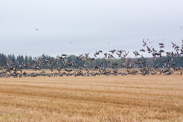 A big flock of barnacle gooses -Branta leucopsis flying above the field. Birds are preparing to migrate south. October 2018, Finland