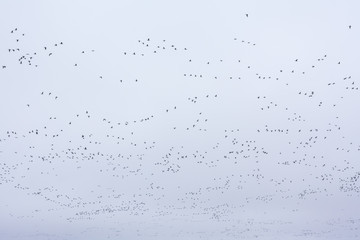 A big flock of barnacle gooses -Branta leucopsis flying in sky. Birds are preparing to migrate south. October 2018, Finland