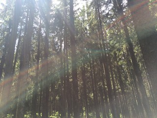 Obraz premium wald 6