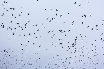 A big flock of barnacle gooses -Branta leucopsis flying in sky. Birds are preparing to migrate south. October 2018, Finland