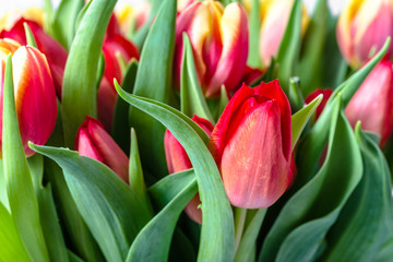 Colorful tulips in the garden. Spring tulip background.