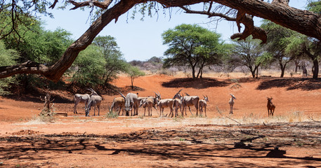 Eland Herd