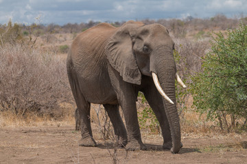 Fototapeta premium Słoń w Parku Narodowym Krugera, RPA
