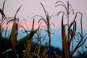 Fototapeta premium Mais
