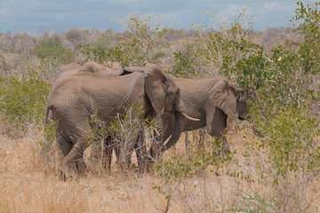 Obraz premium Elephant in the Kruger national park, South Africa