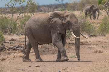 Fototapeta na wymiar Elephant in the Kruger national park, South Africa