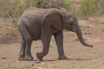 Fototapeta na wymiar Elephant in the Kruger national park, South Africa
