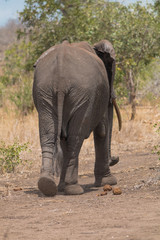 Elephant in the Kruger national park, South Africa