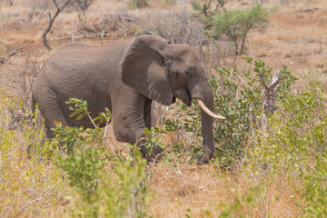 Obraz premium Elephant in the Kruger national park, South Africa
