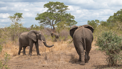 Fototapeta premium Elephant in the Kruger national park, South Africa