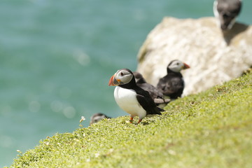 Atlantic Puffin