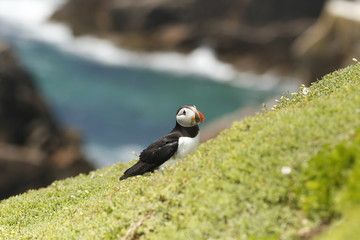 Atlantic Puffin