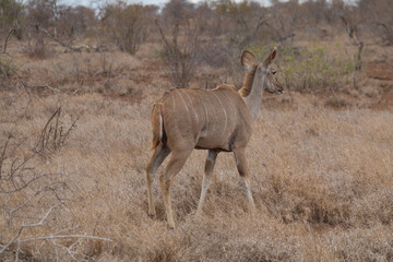 Greater Kudu in the Kruger national park, South Africa