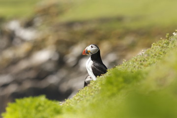Atlantic Puffin