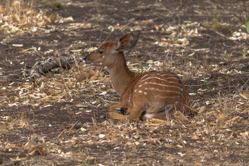 Female Nyala antelope, Kruger national park, South Africa