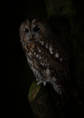 Tawny owl at night